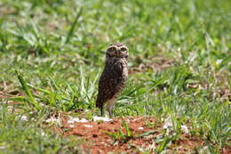 Image of Burrowing Owl