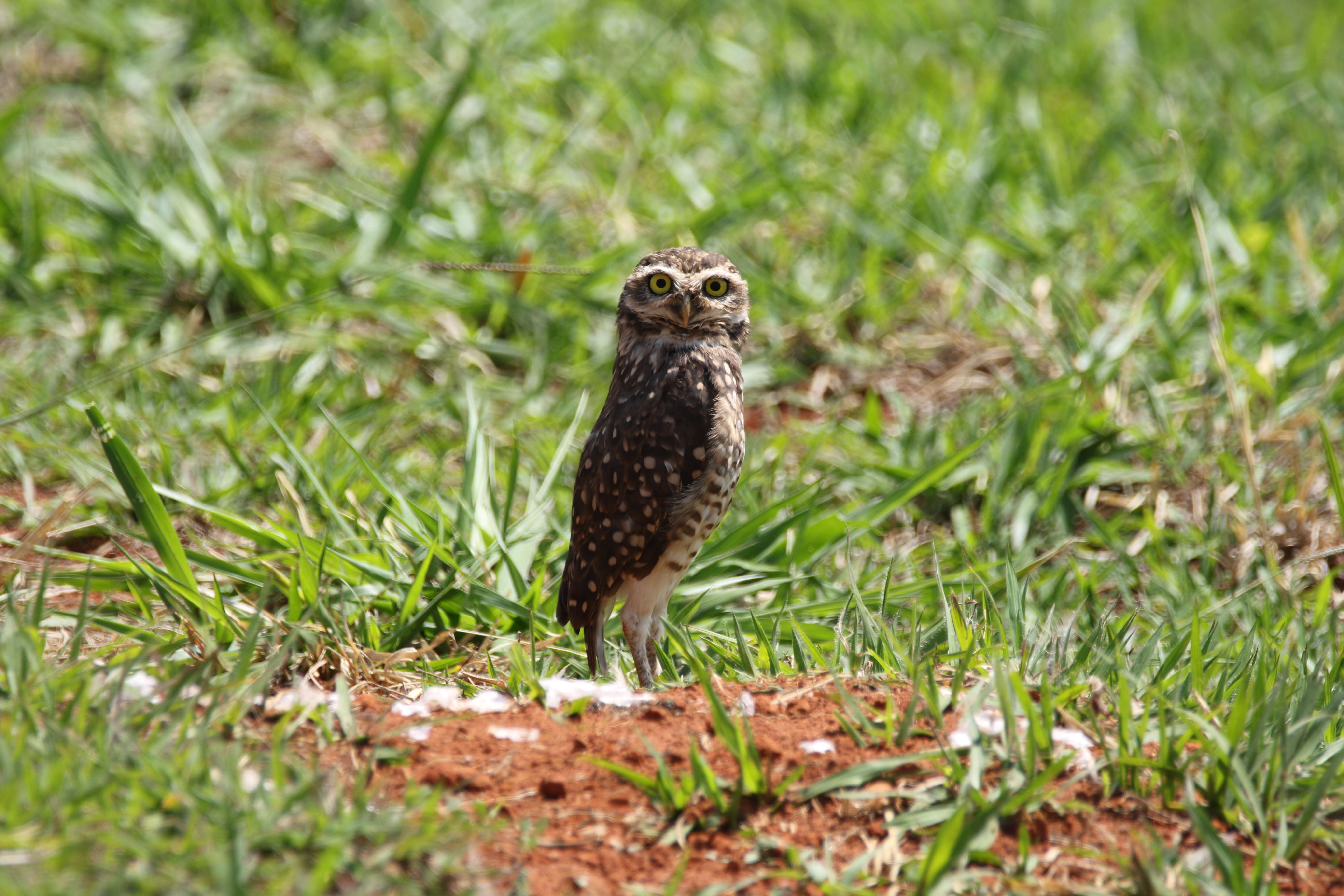 Image of Burrowing Owl