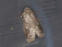 Image of Variable Oakleaf Caterpillar Moth