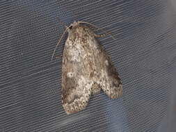 Image of Variable Oakleaf Caterpillar Moth