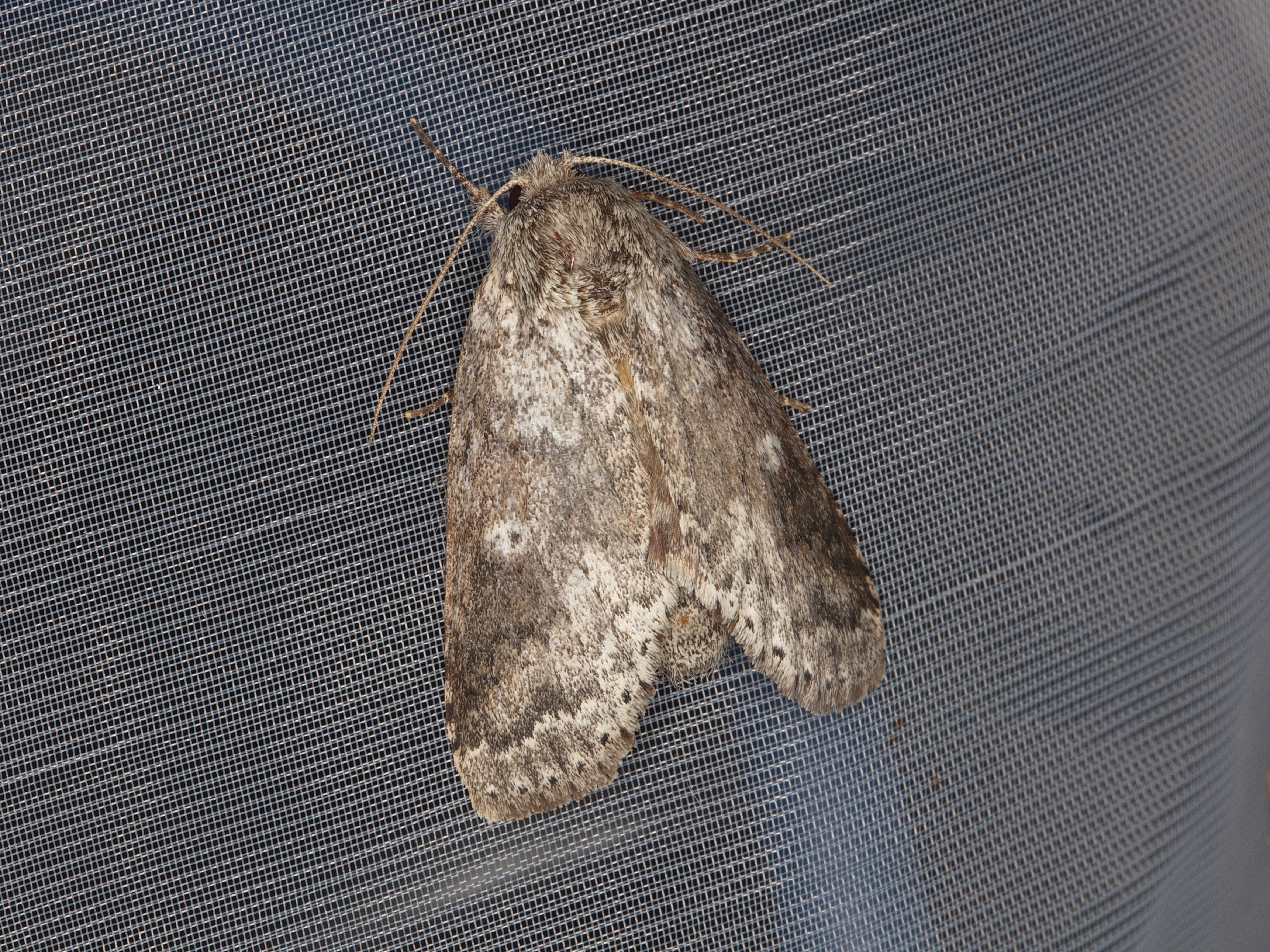 Image of Variable Oakleaf Caterpillar Moth