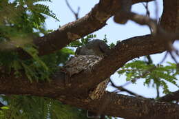 Image of Tropical Kingbird