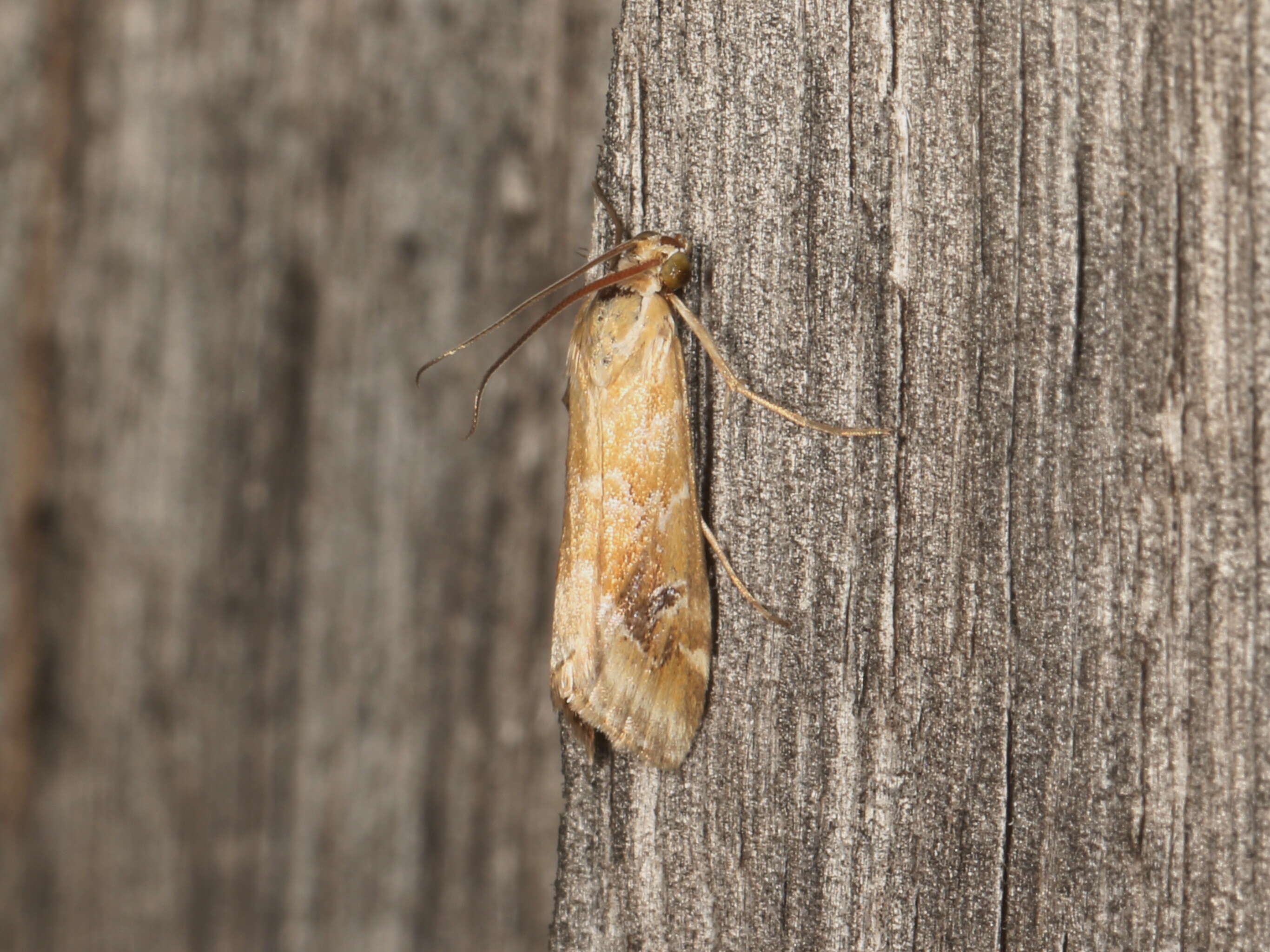 Слика од Hellula hydralis Guenée 1854