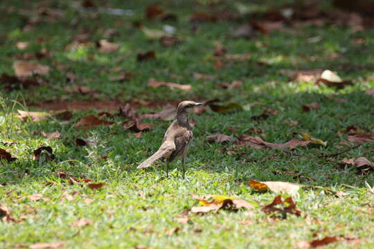 Image of Chalk-browed Mockingbird