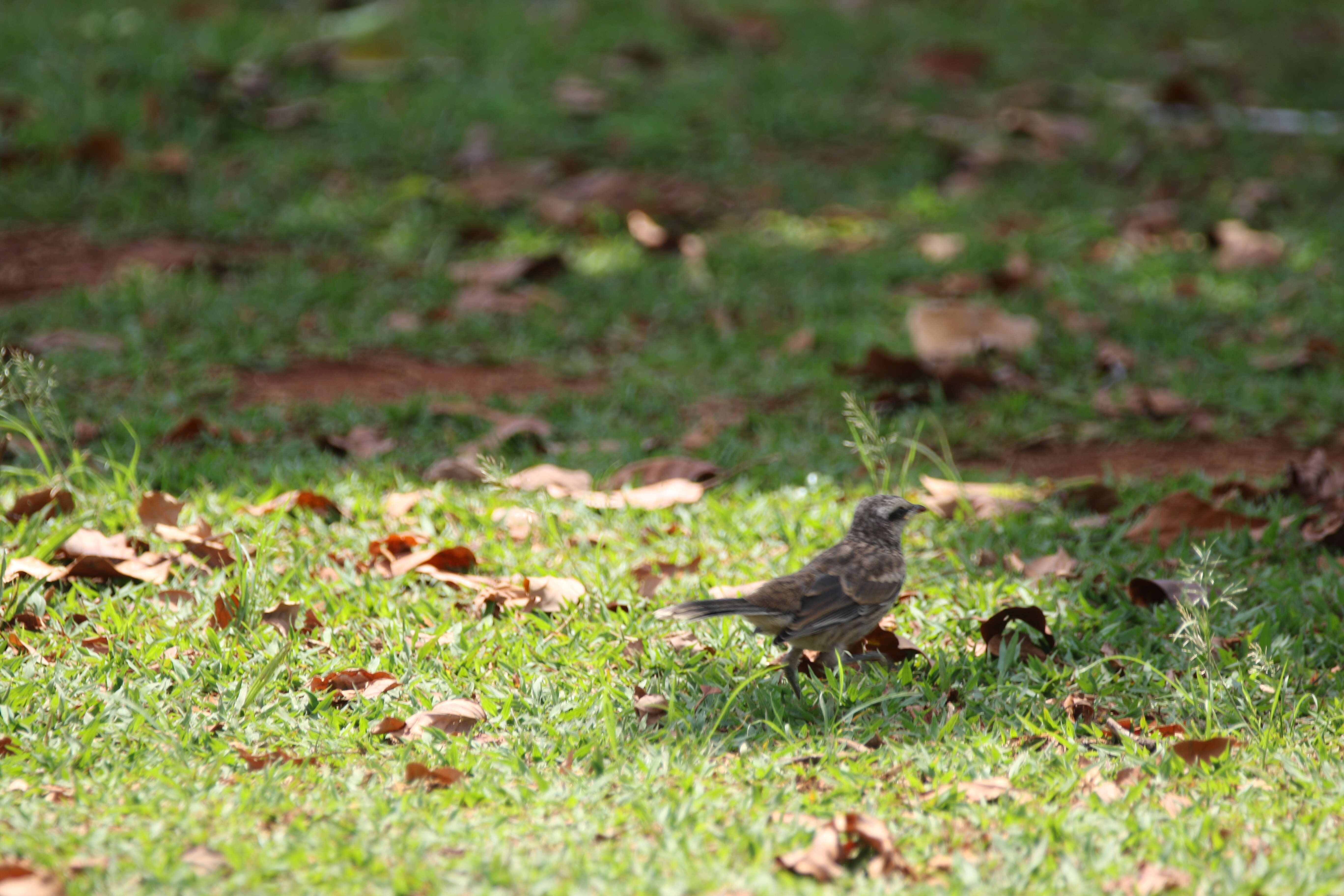 Image of Chalk-browed Mockingbird