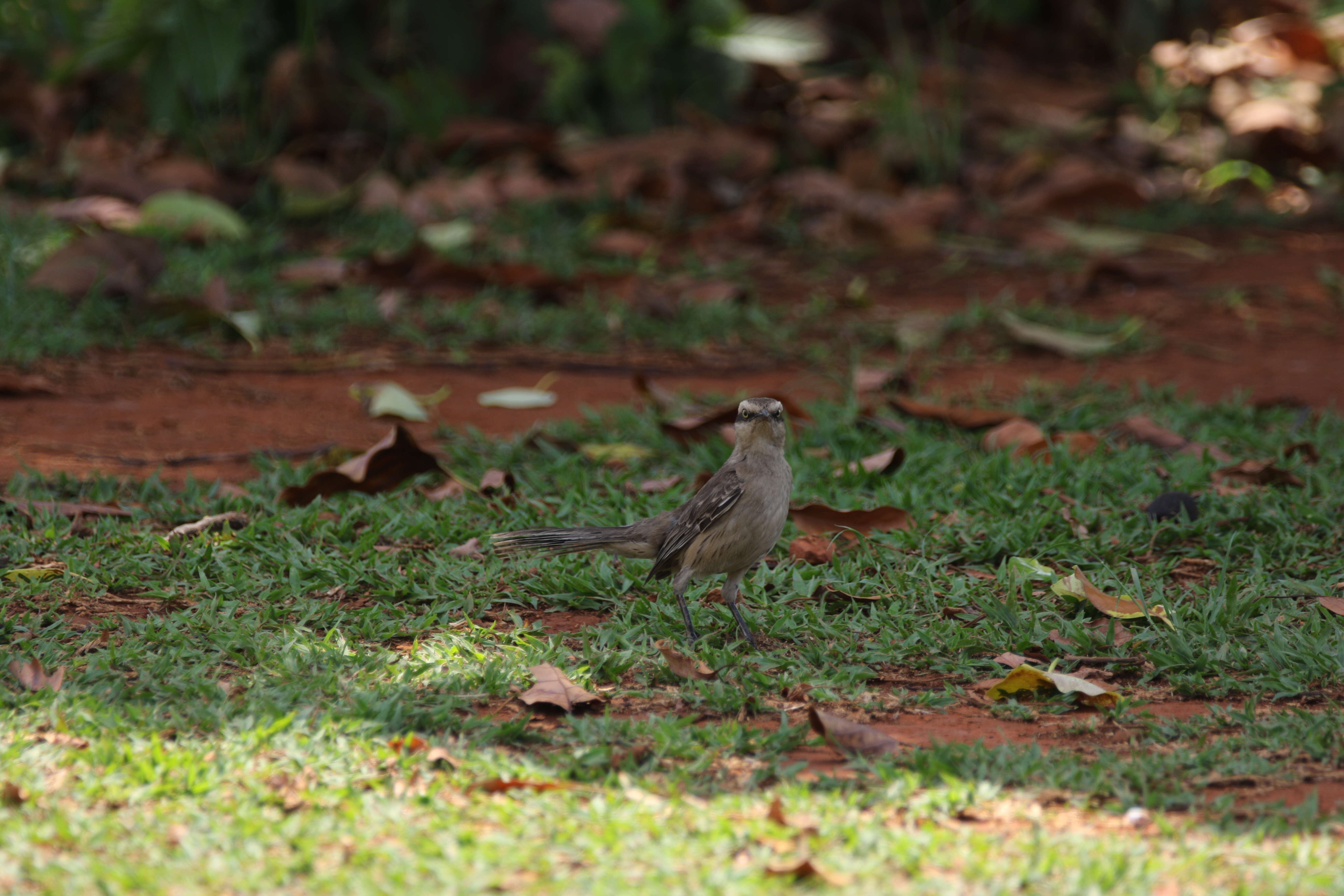 Image of Chalk-browed Mockingbird