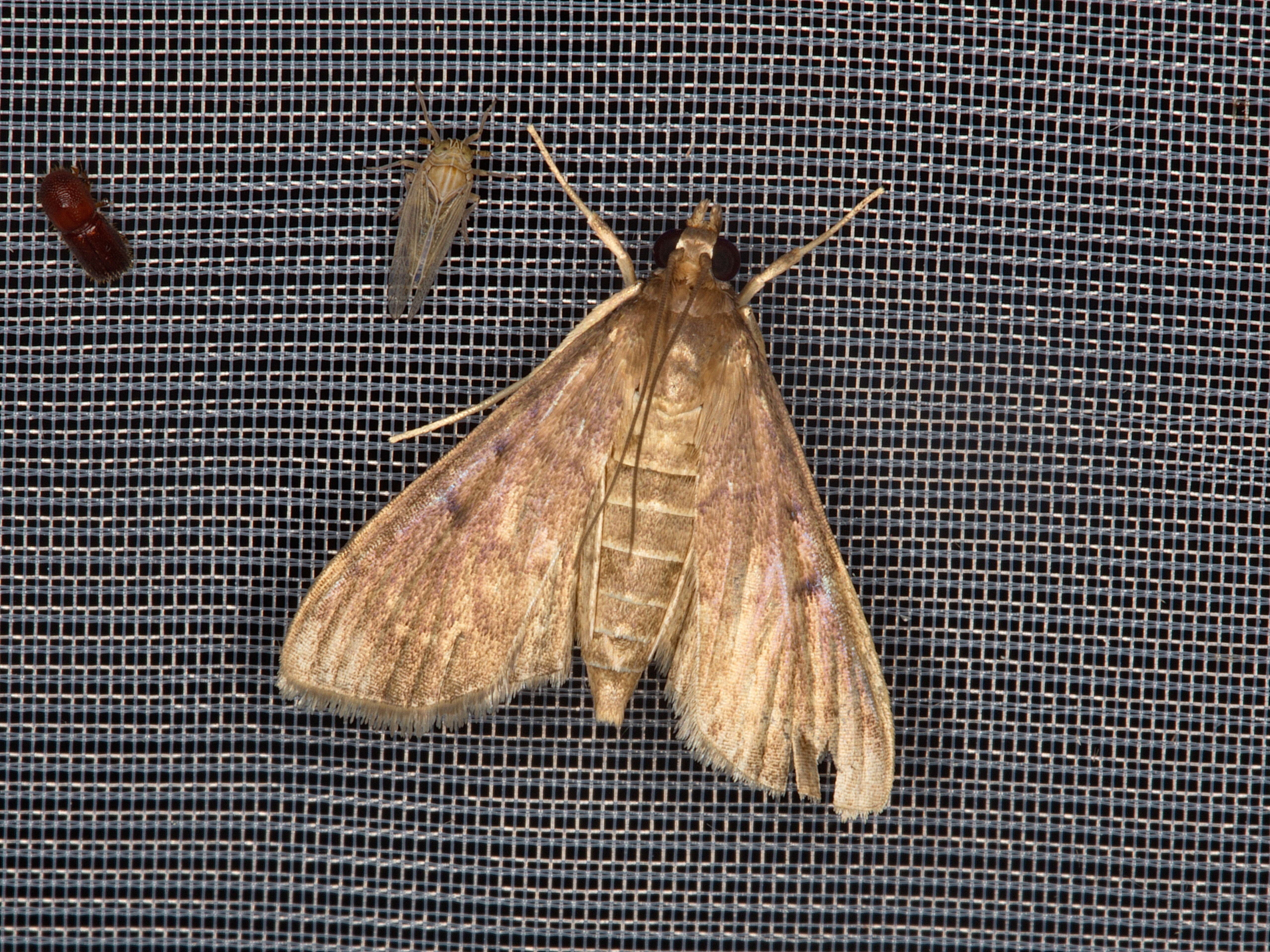 Image of Dusky Herpetogramma