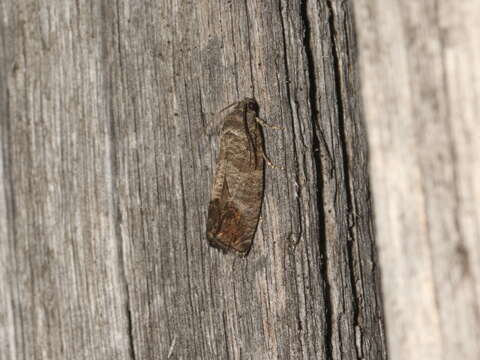 Image of codling moth