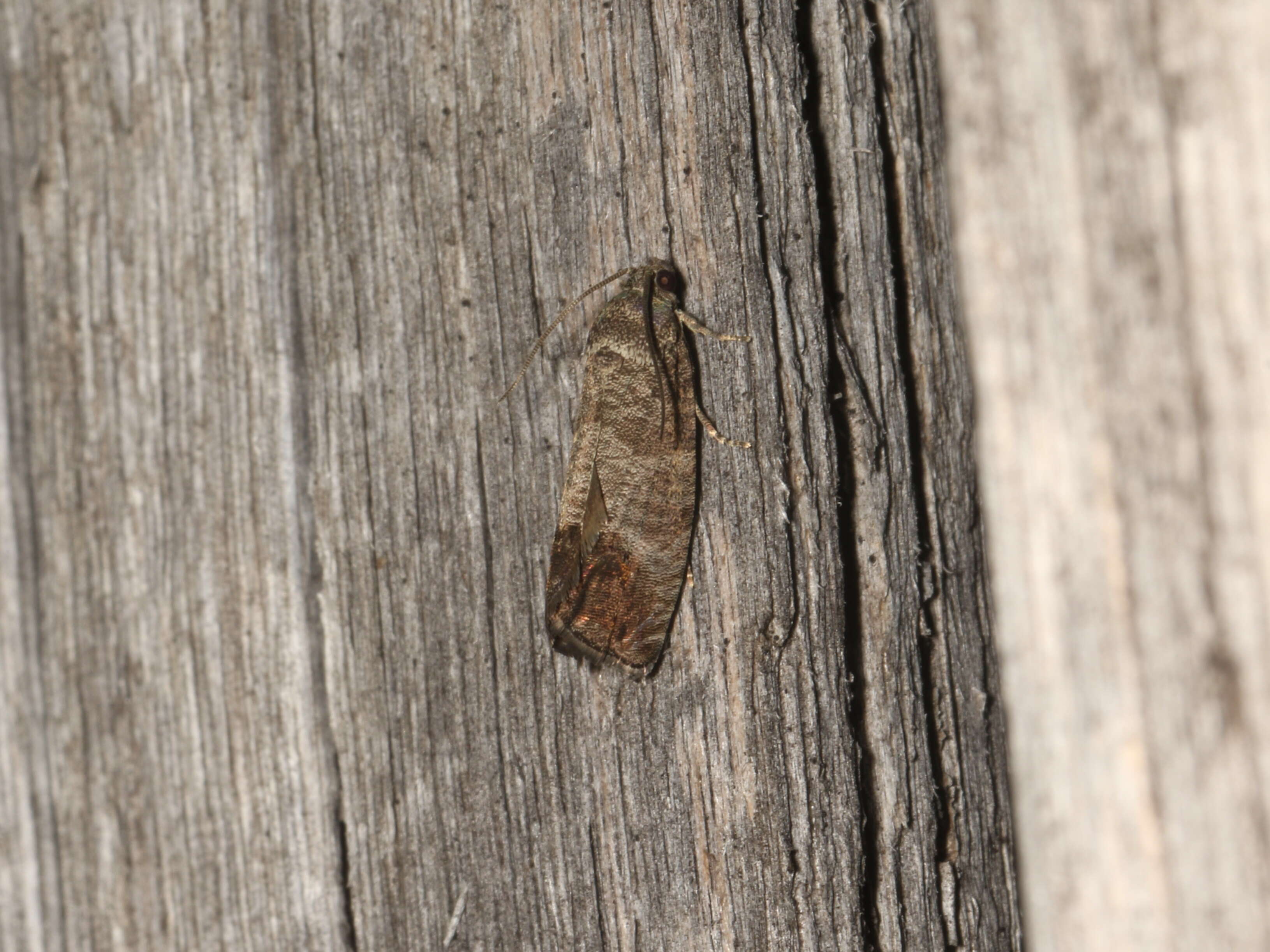 Image of codling moth