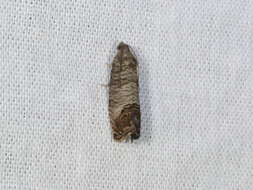 Image of codling moth