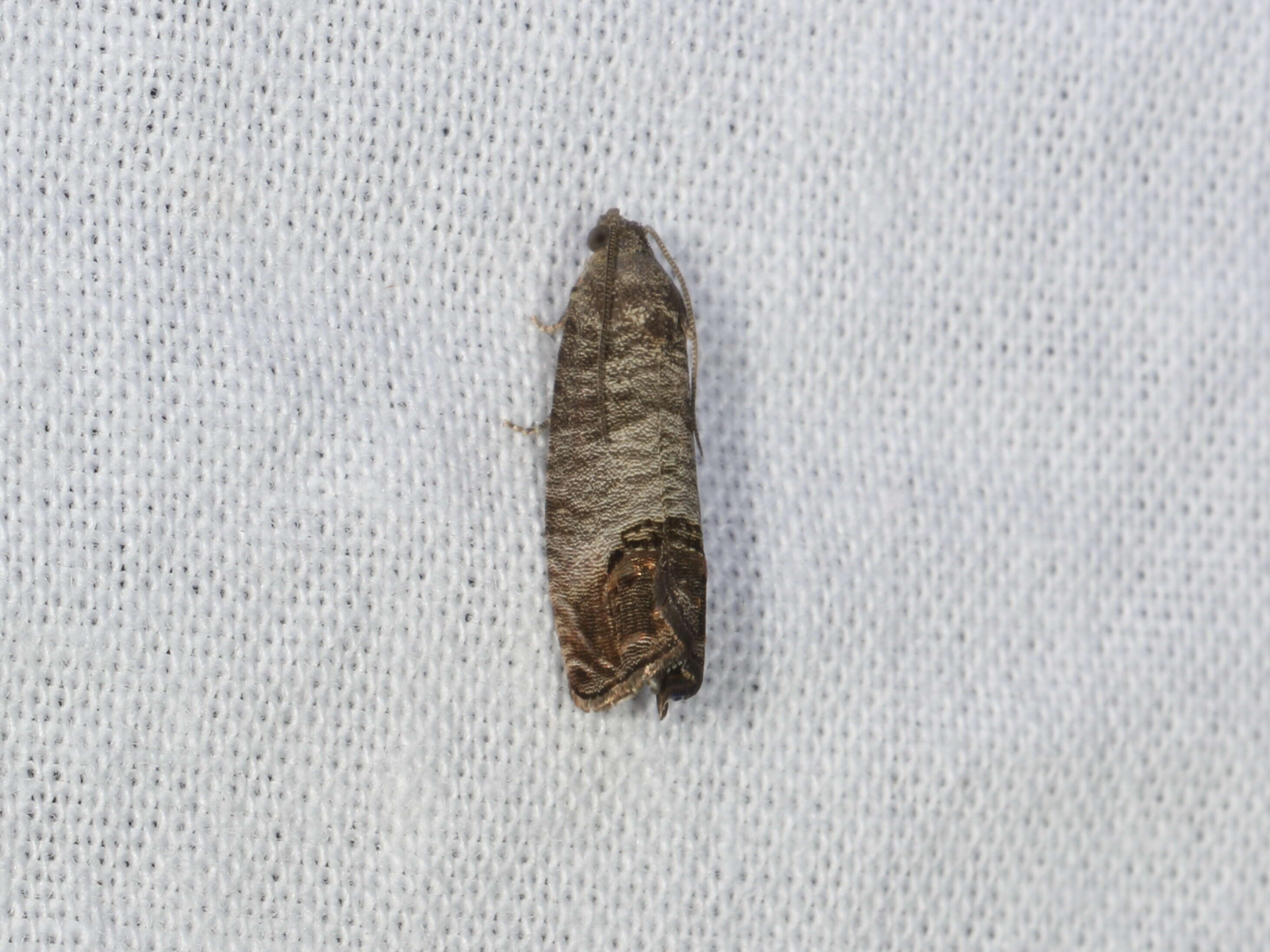 Image of codling moth