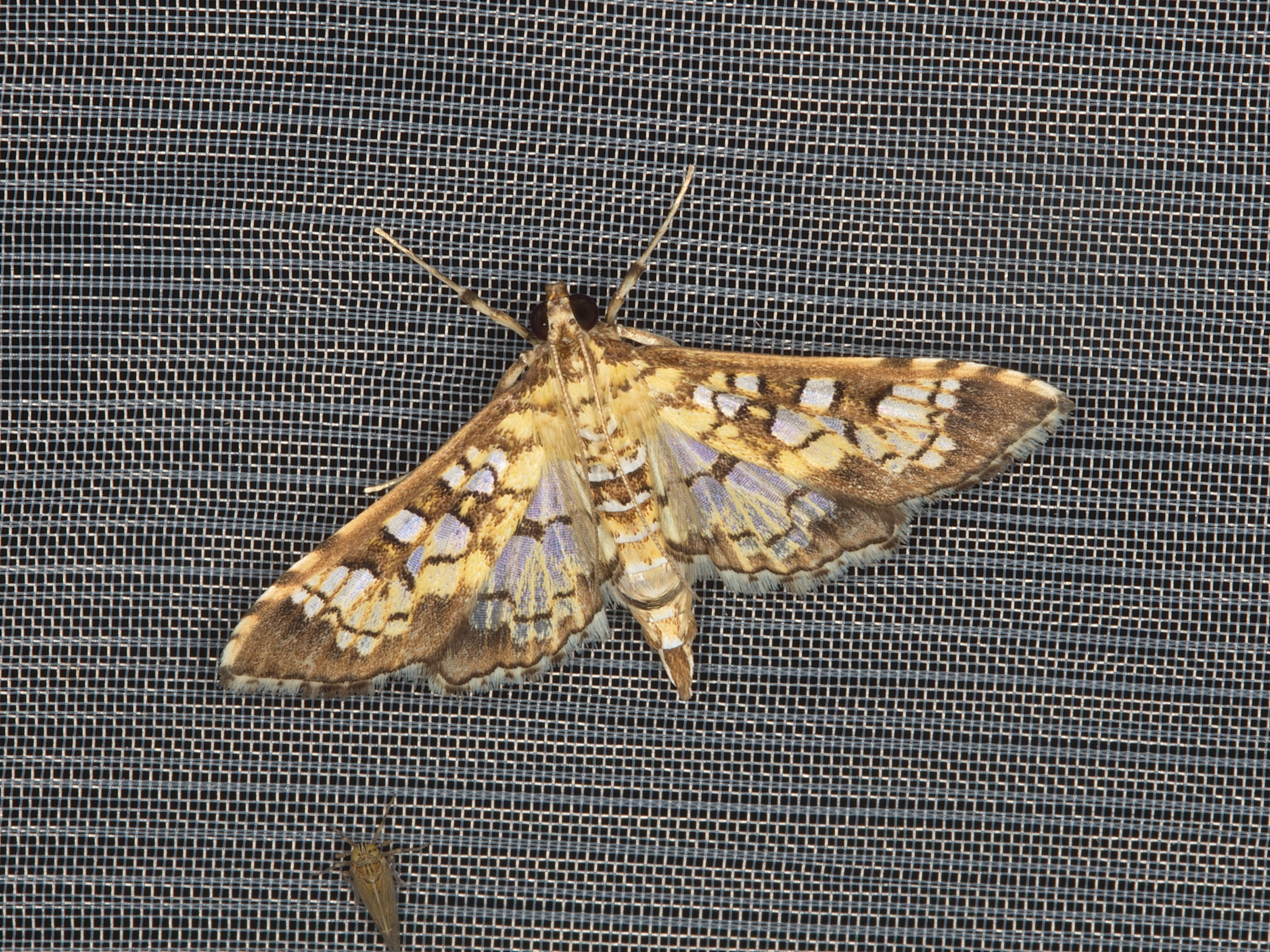 Image of Assembly Moth