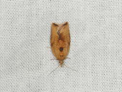 Image of Light brown apple moth