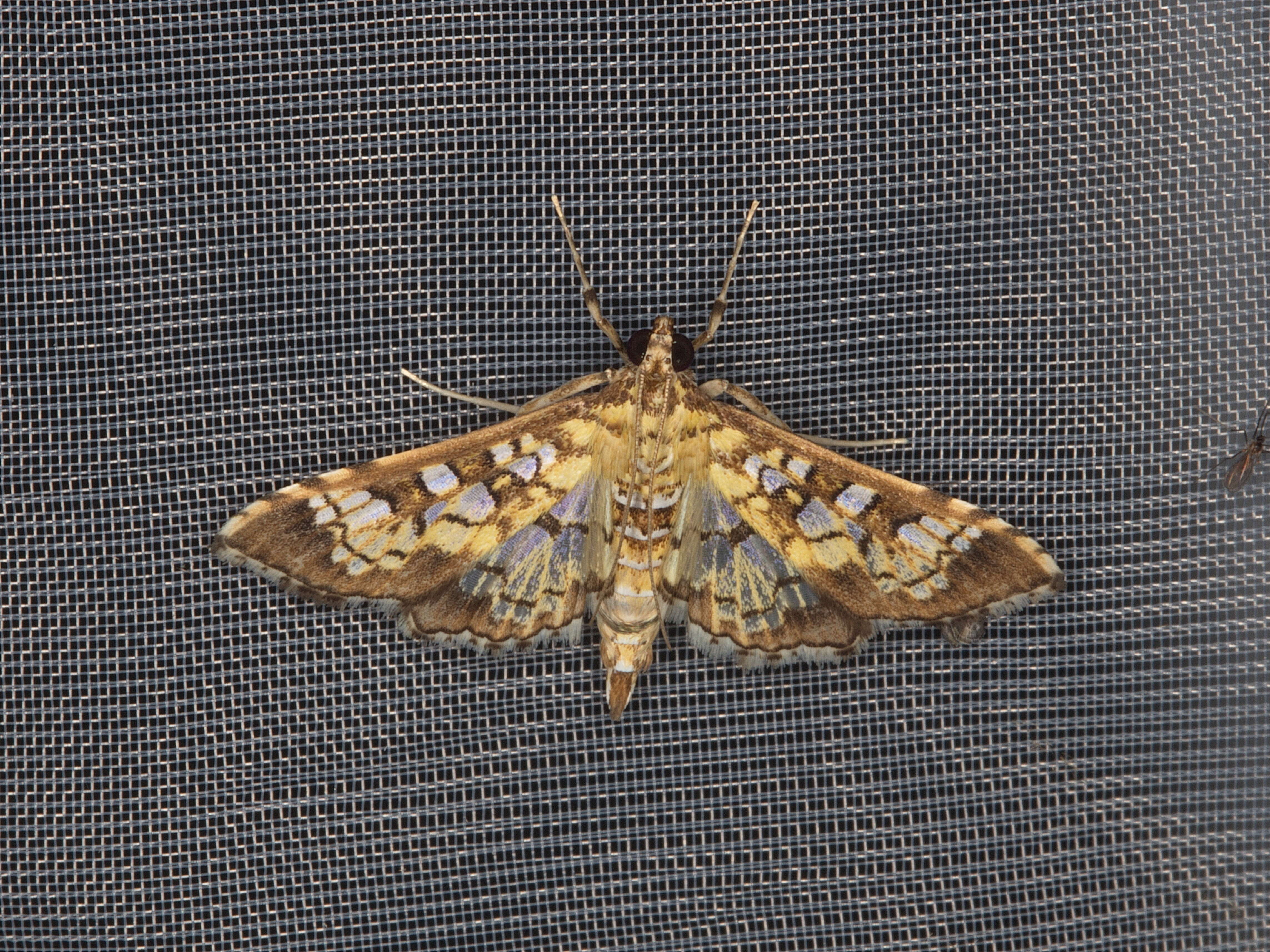 Image of Assembly Moth