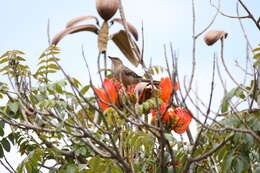 Image of Chalk-browed Mockingbird