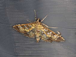 Image of Assembly Moth