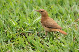 Image of Rufous Hornero