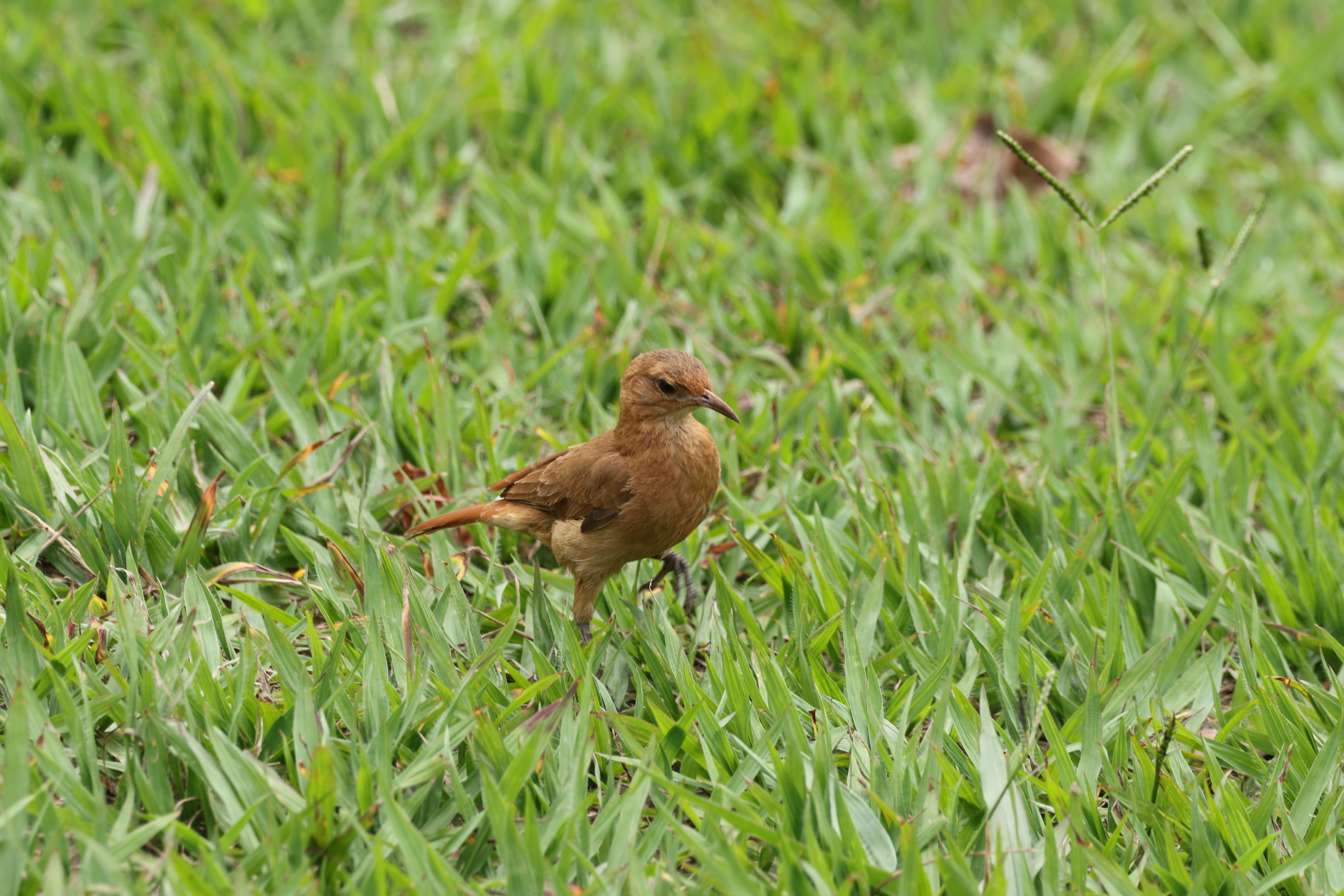 Image of Rufous Hornero