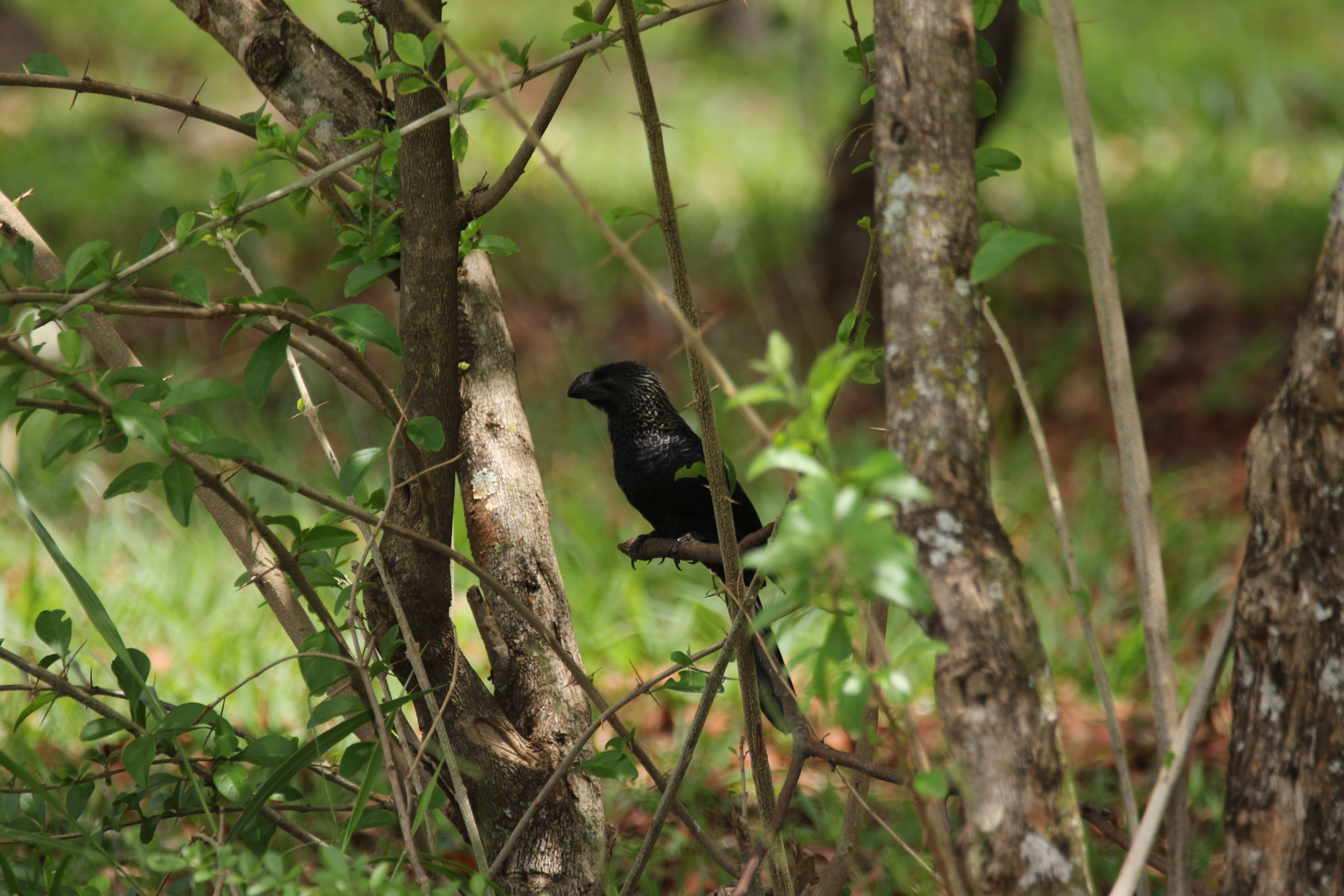 Imagem de Crotophaga Linnaeus 1758