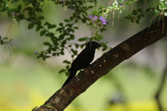 Imagem de Crotophaga Linnaeus 1758