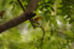 Image of Saffron Finch