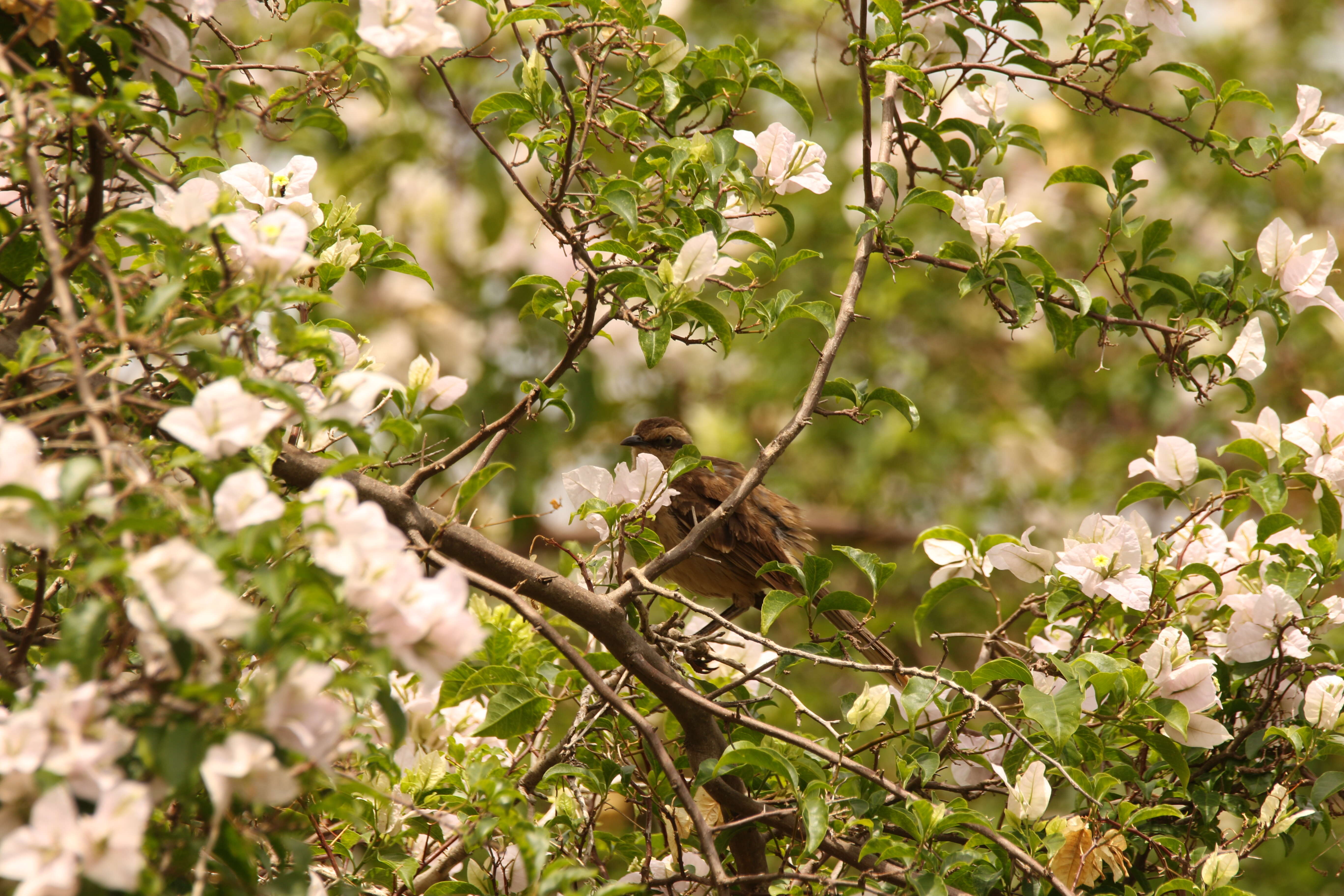 Image of Chalk-browed Mockingbird