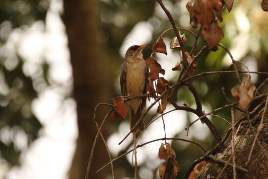 Слика од Turdus amaurochalinus Cabanis 1851