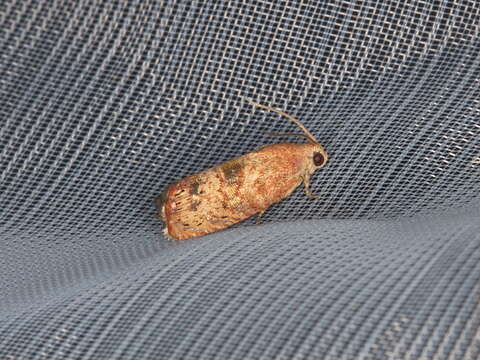 Image of Filbertworm Moth