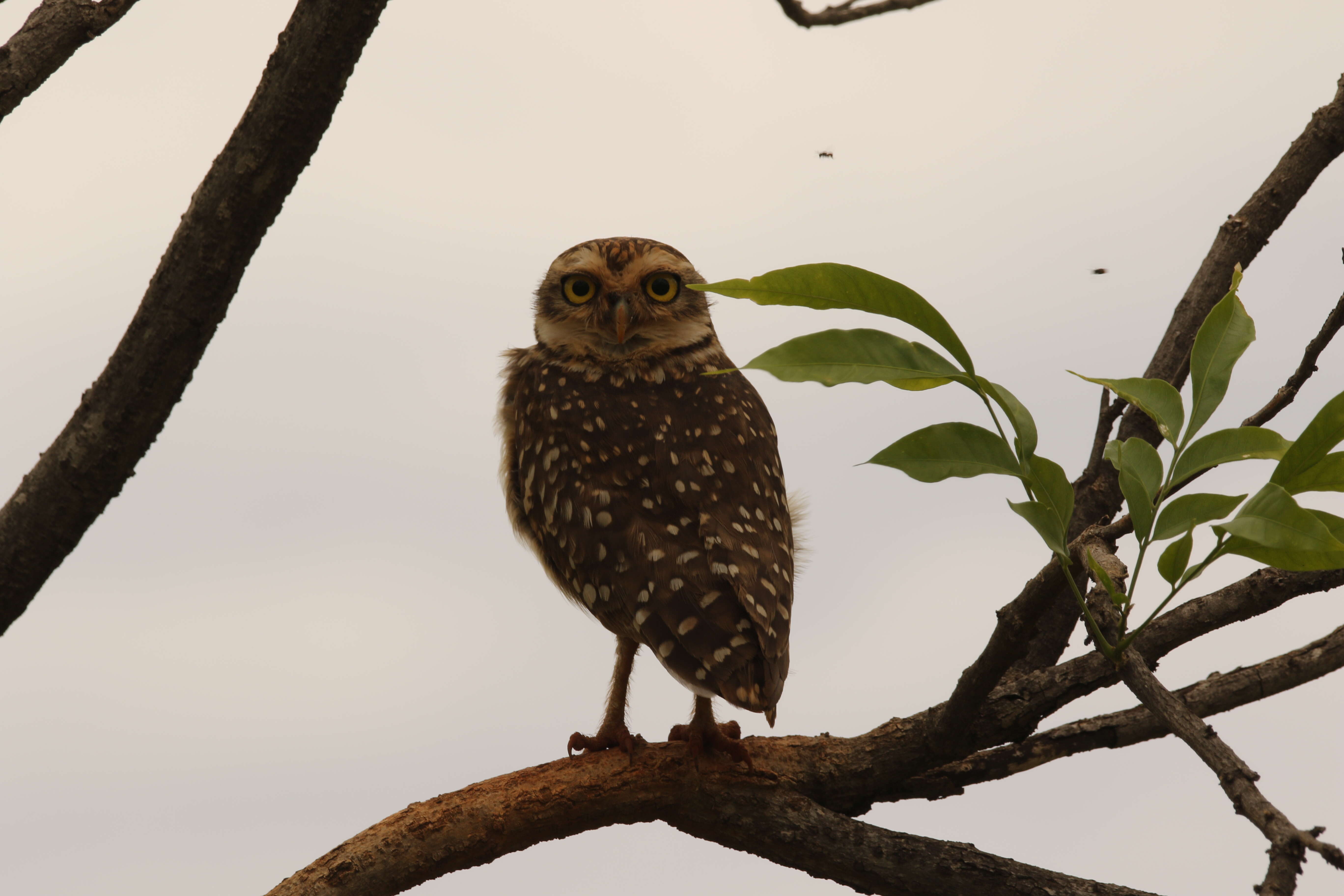 Image of Burrowing Owl