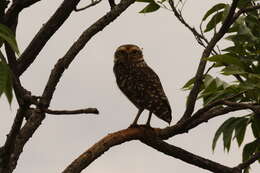 Image of Burrowing Owl