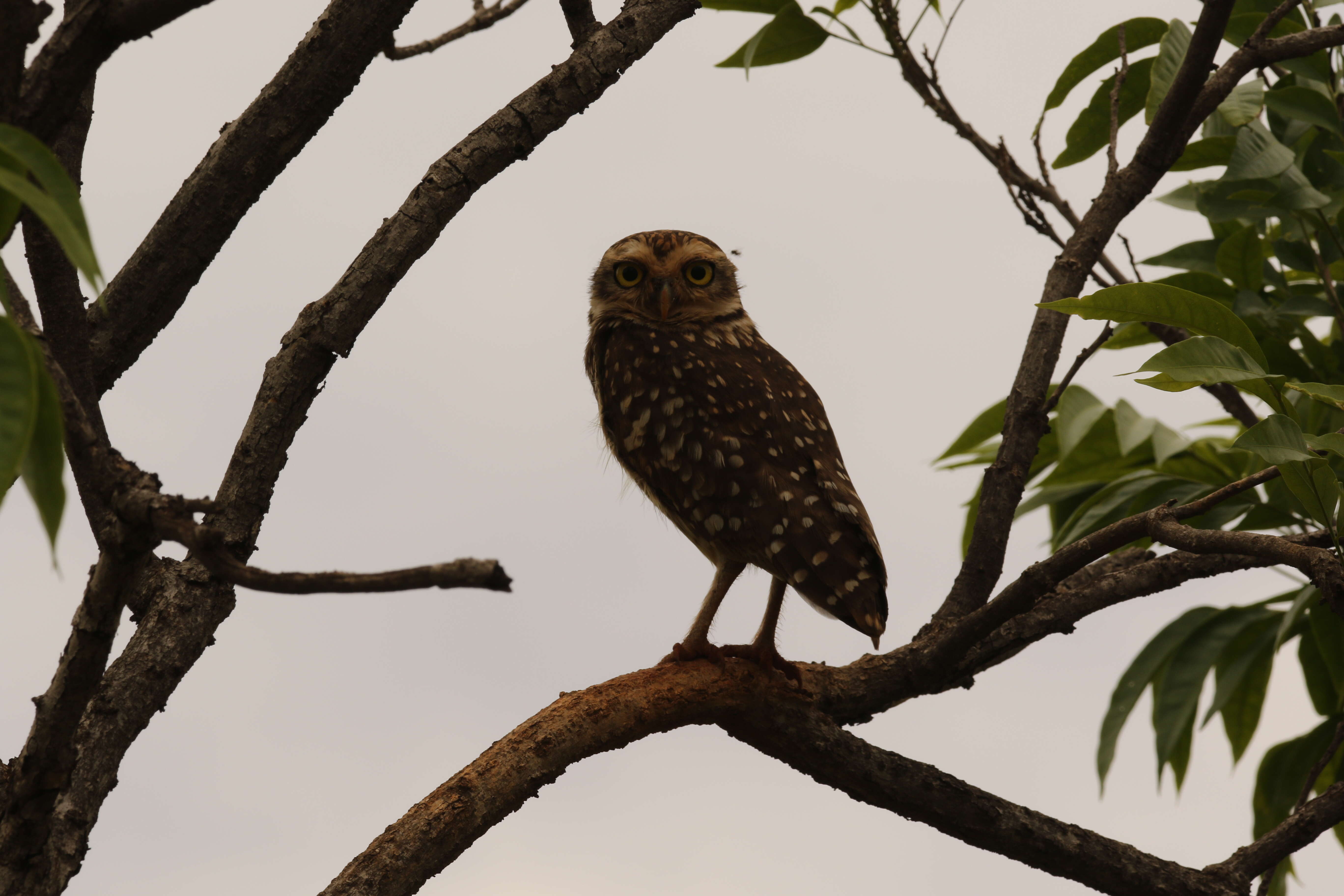 Image of Burrowing Owl