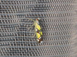 Image of Brazilian Leafhopper