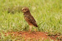 Image of Burrowing Owl