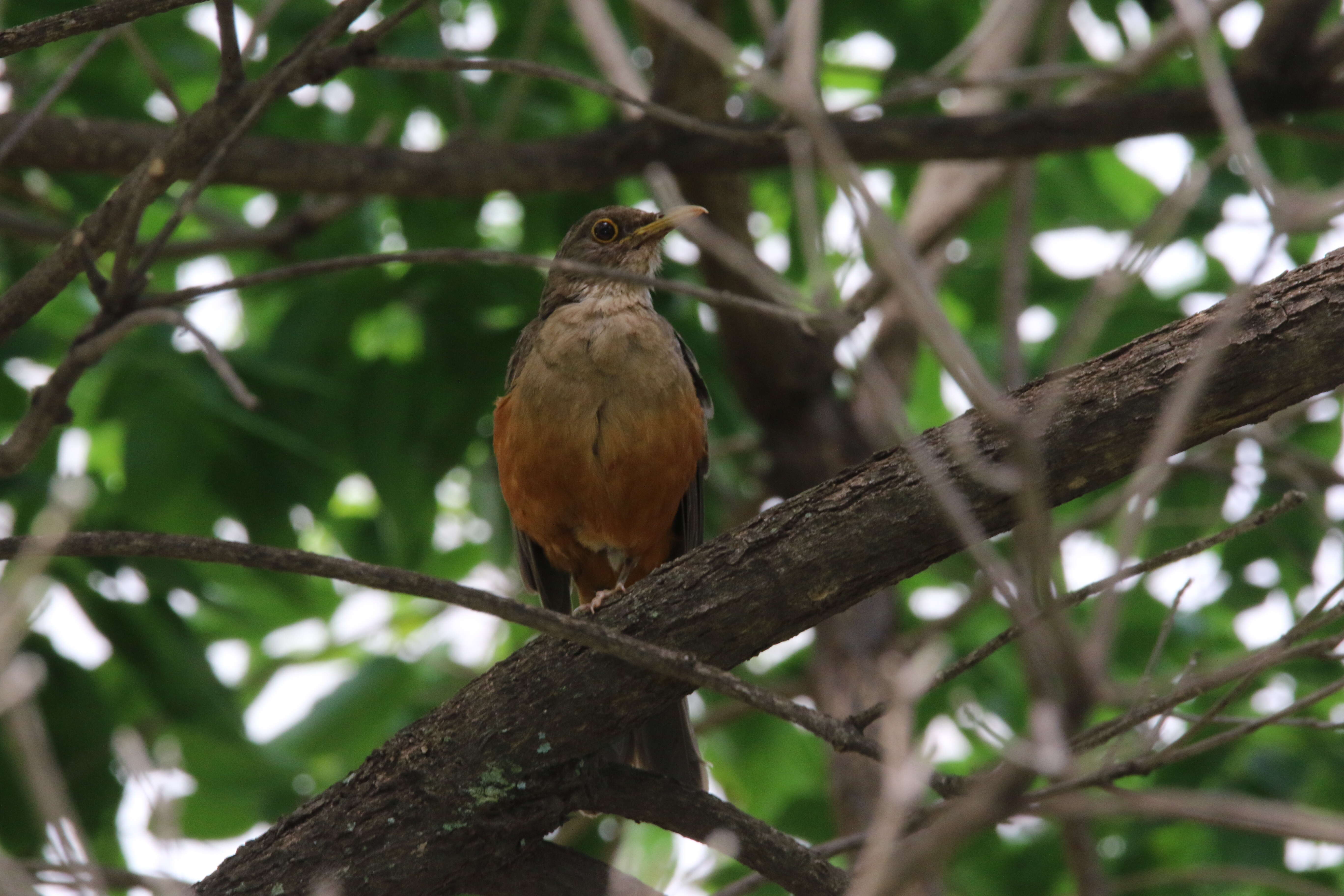 Image of Rufous-bellied Thrush