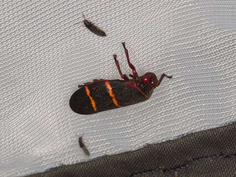 Image of Two-lined Spittlebug