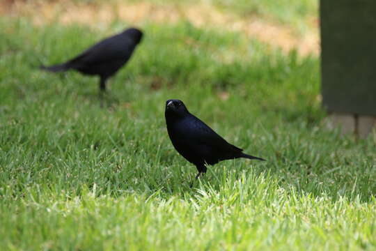 Image of Shiny Cowbird