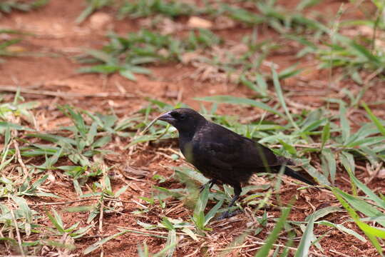 Image of Shiny Cowbird