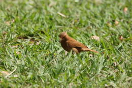 Image of Rufous Hornero