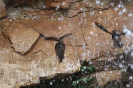 Image of Great Dusky Swift