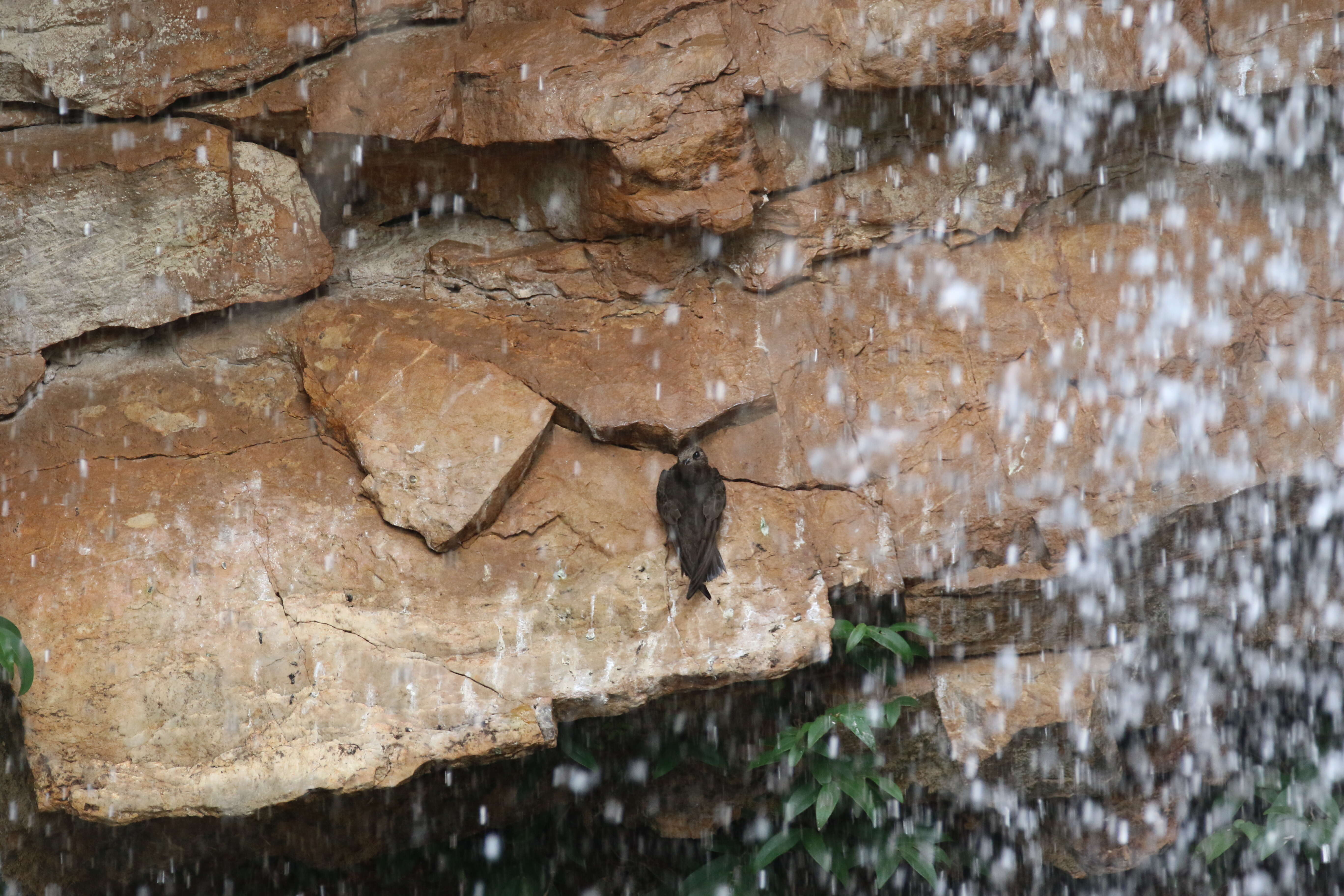 Image of Great Dusky Swift