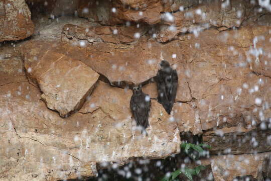 Image of Great Dusky Swift