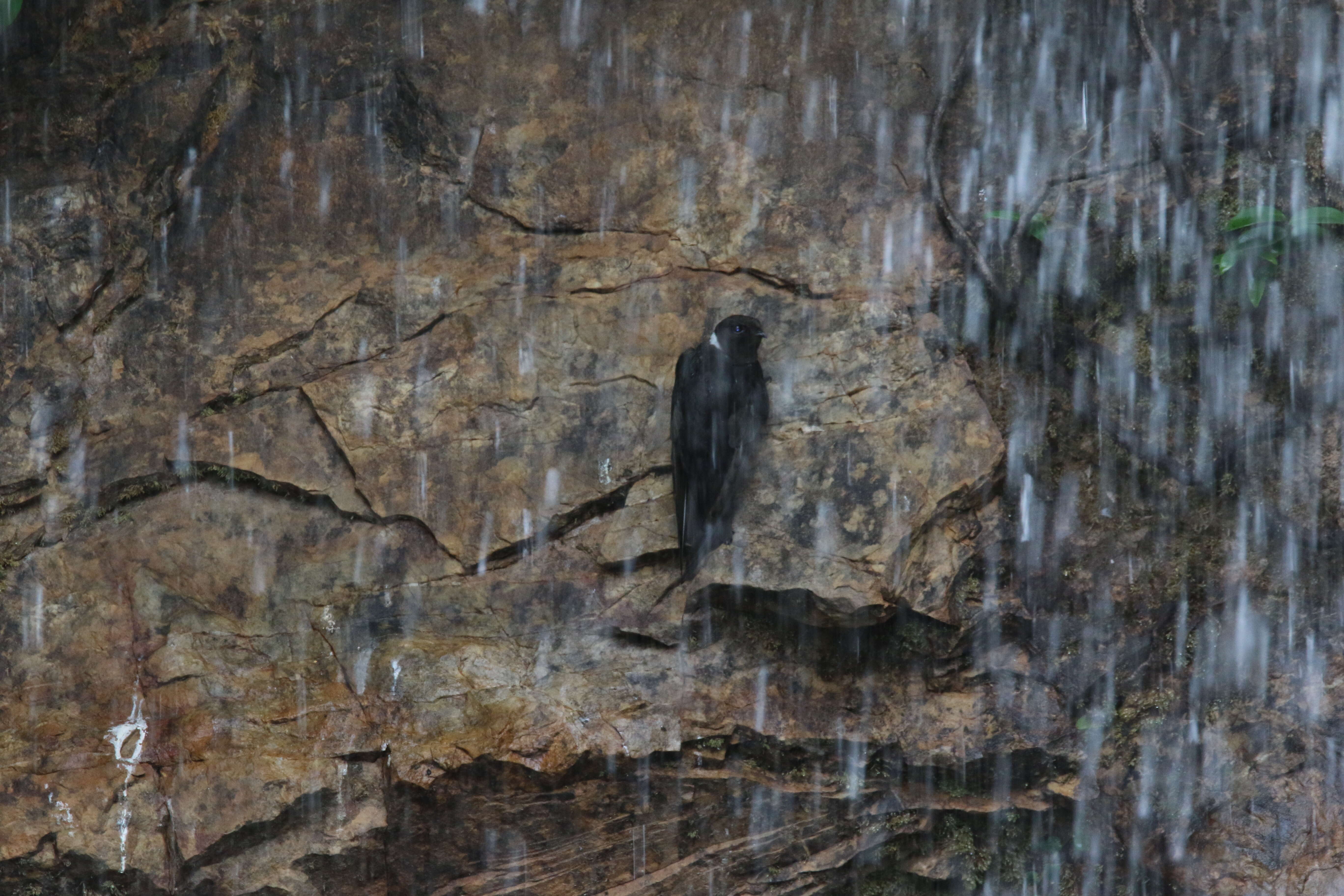 Image of White-collared Swift