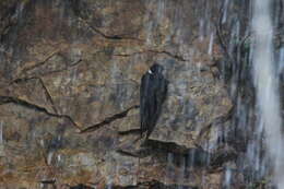 Image of White-collared Swift