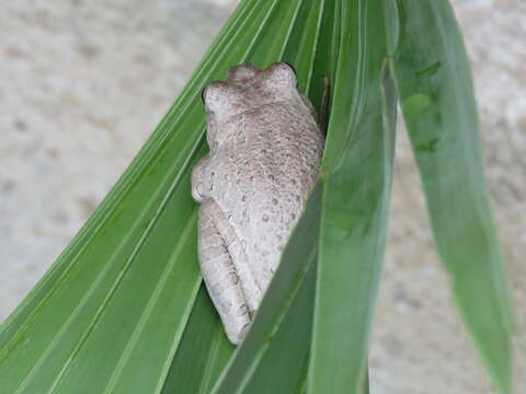 Image of Cuban Treefrog