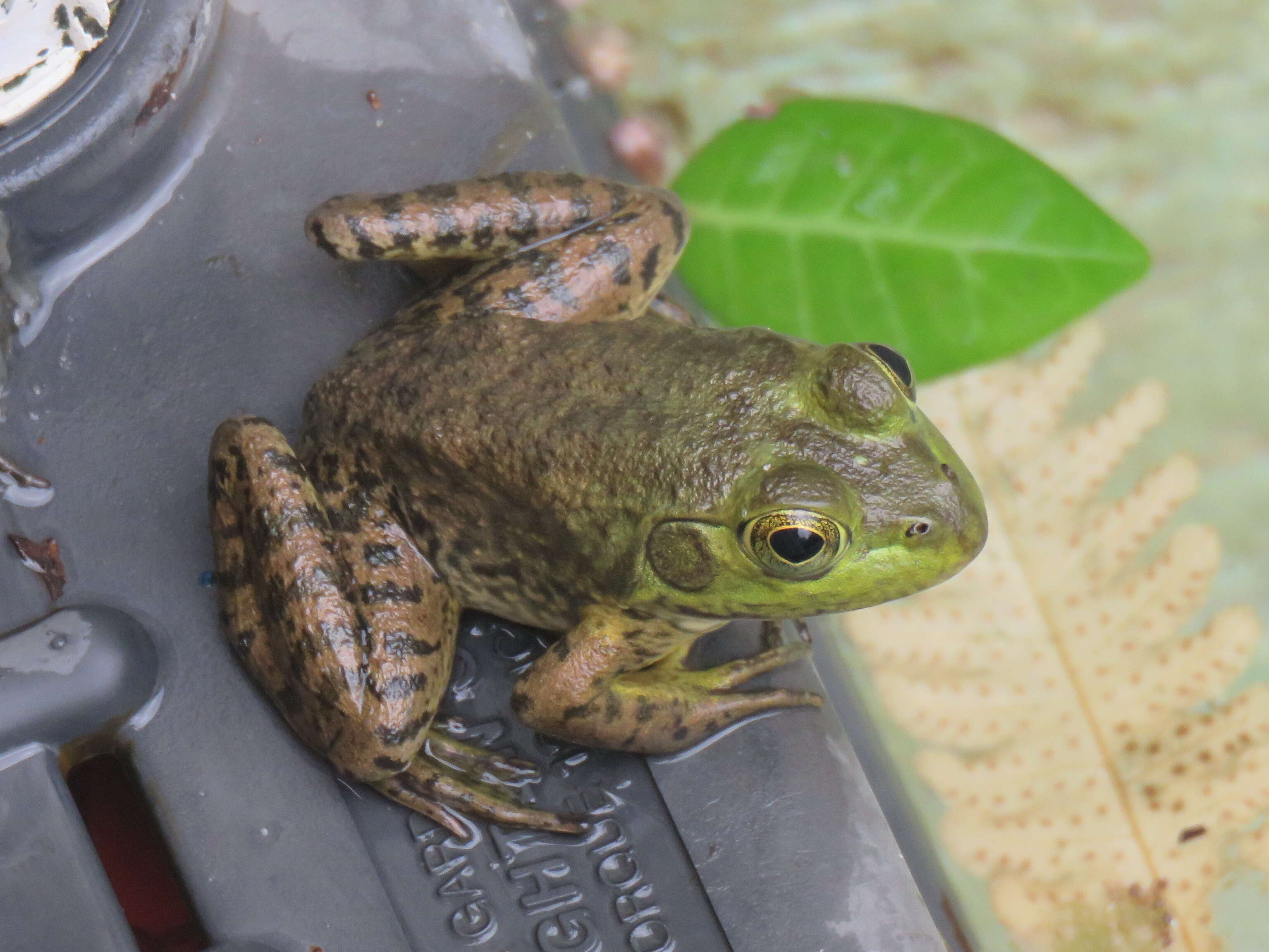 Image of American Bullfrog