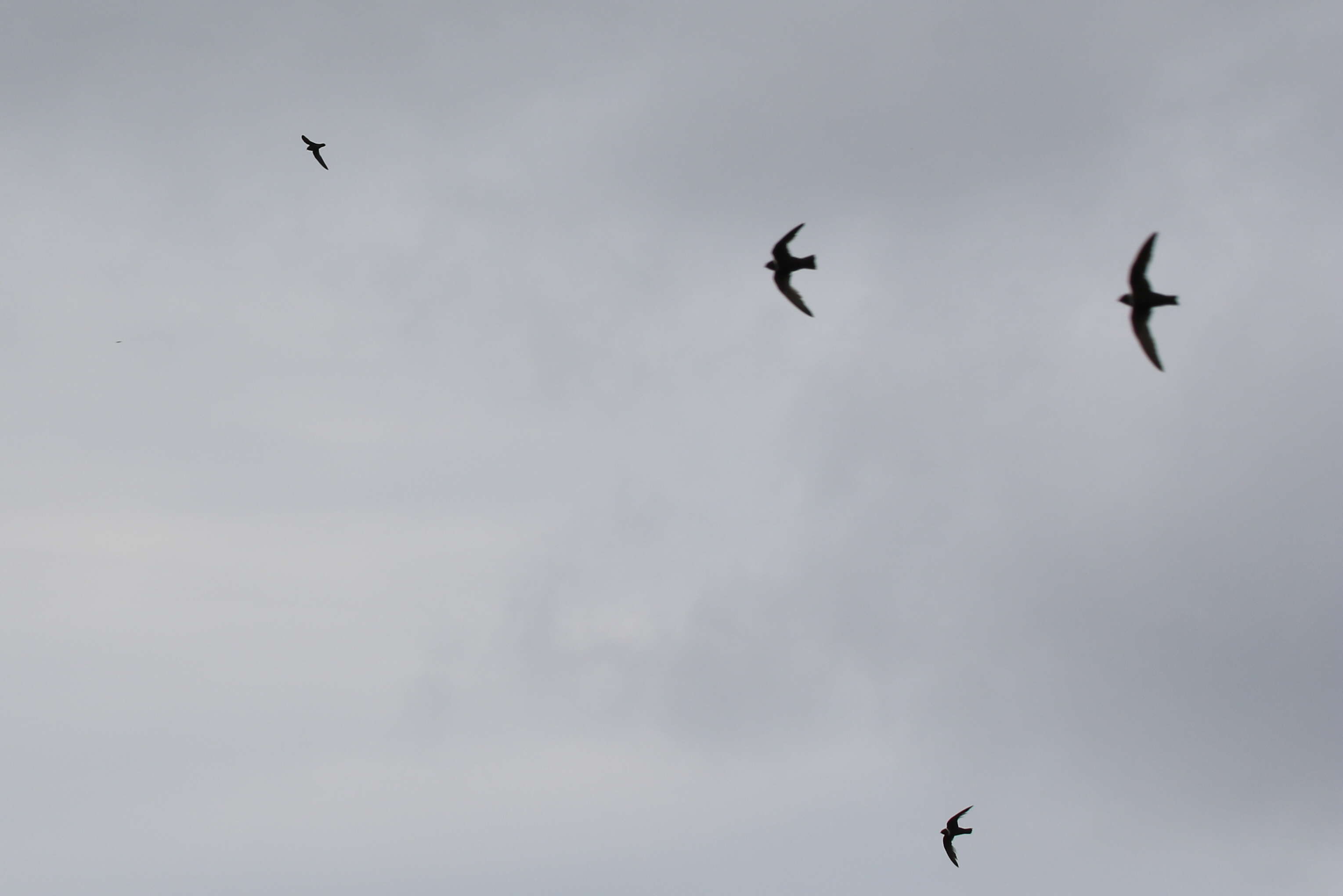 Image of White-collared Swift