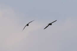 Image of White-collared Swift