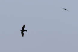 Image of White-collared Swift