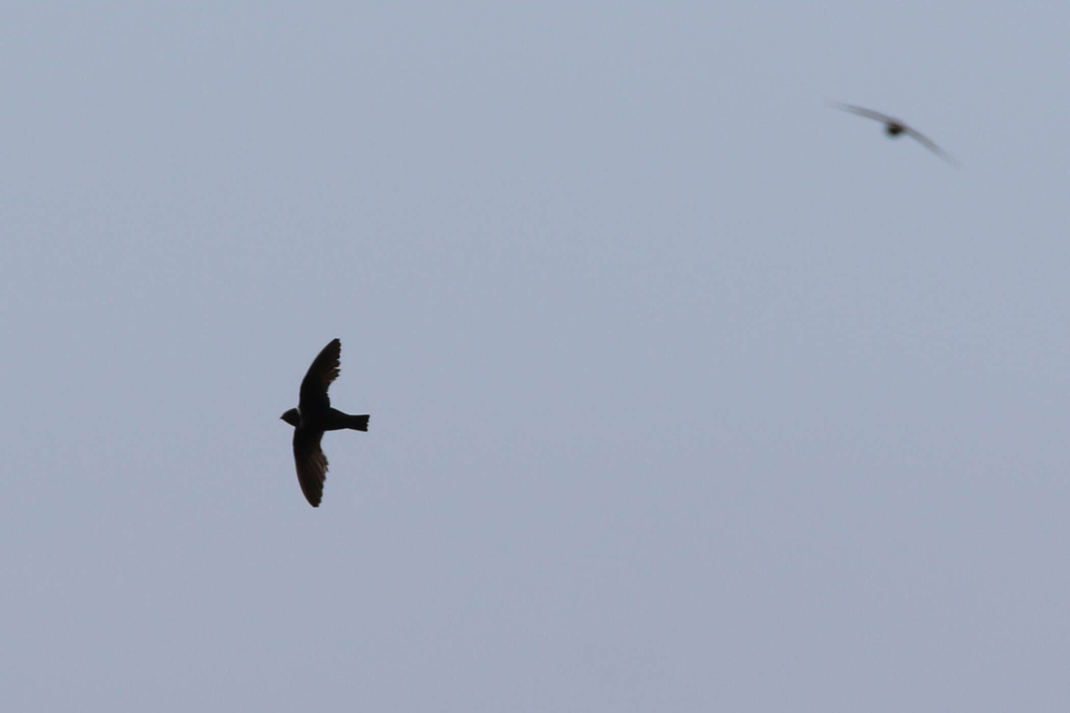 Image of White-collared Swift