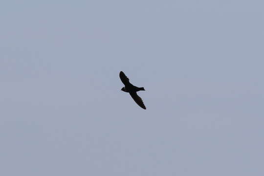 Image of White-collared Swift